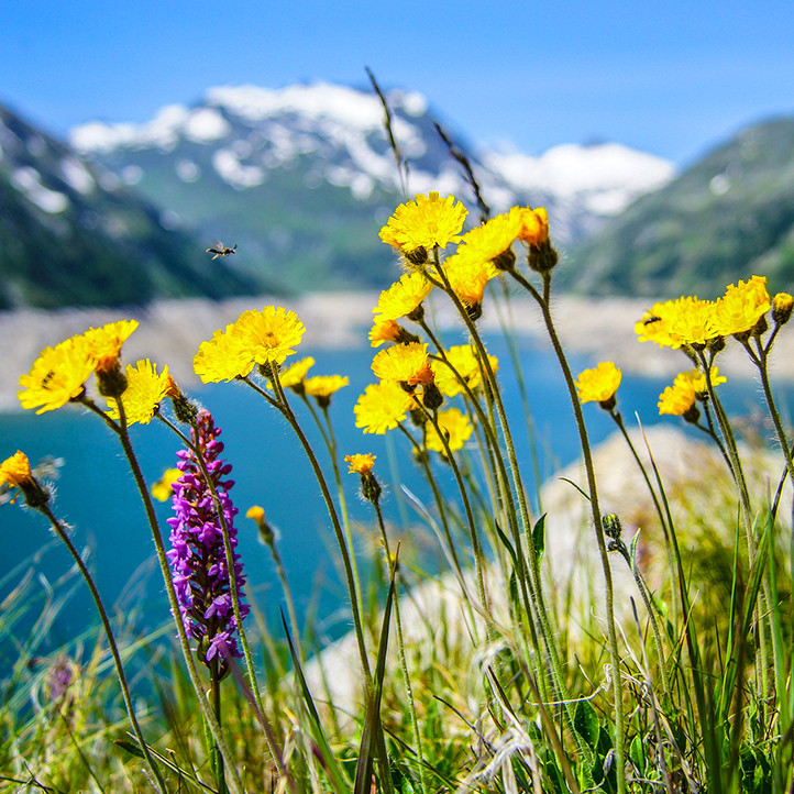 vacances Alpes